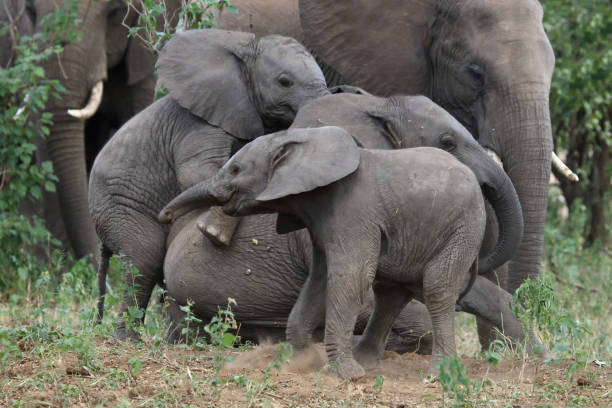 istock Afrikanischer Elefant / African elephant / Loxodonta africana 2200147265