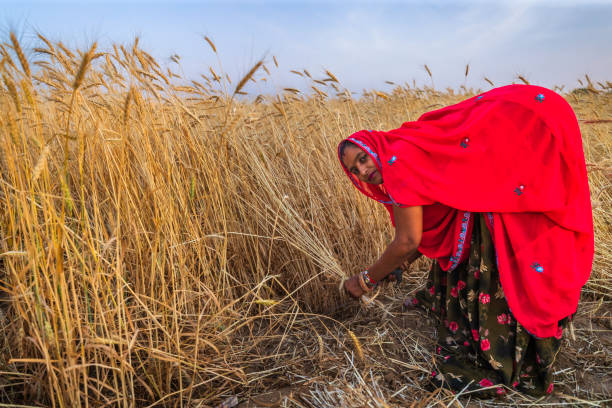istock Indian woman cutting a wheat, India. 2200147285