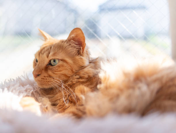 istock Cute cat relaxing by the window 2200147524