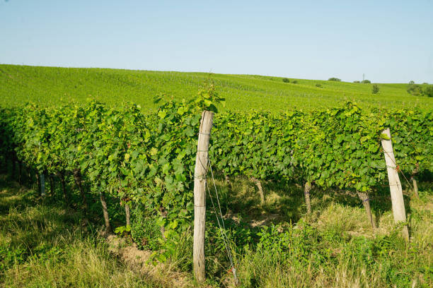 A vineyard scene with lush green grapevines, grapes growing in clusters under natural sunlight.