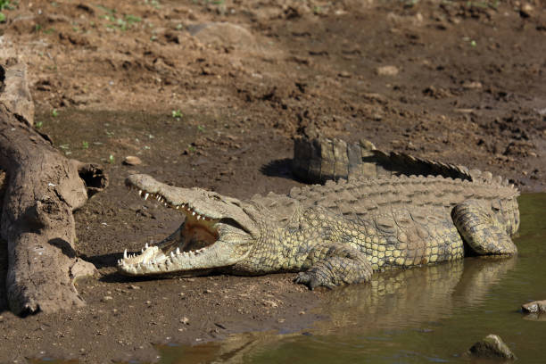 istock Nilkrokodil / Nile crocodile / Crocodylus niloticus 2200147596