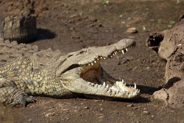 istock Nilkrokodil / Nile crocodile / Crocodylus niloticus 2200147668