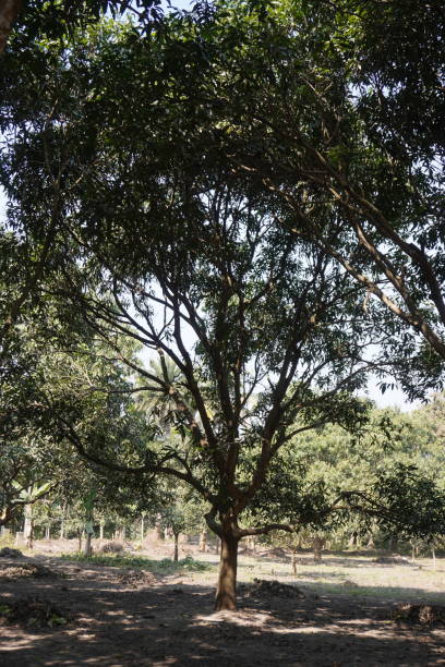 istock The big mango tree with its long branches and leaves in the mango garden 2200147677