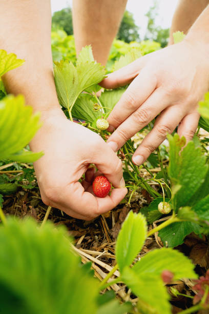 istock Fresh Strawberry picking in the field 2200147758