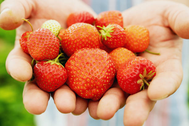 istock Fresh Strawberry picking in the field 2200147822