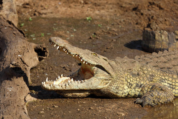istock Nilkrokodil / Nile crocodile / Crocodylus niloticus 2200147882