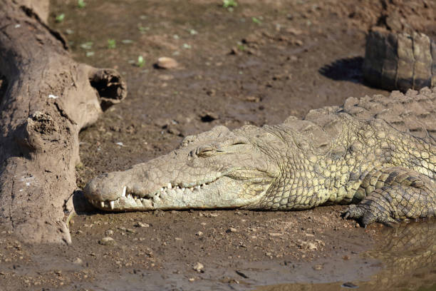 istock Nilkrokodil / Nile crocodile / Crocodylus niloticus 2200147947
