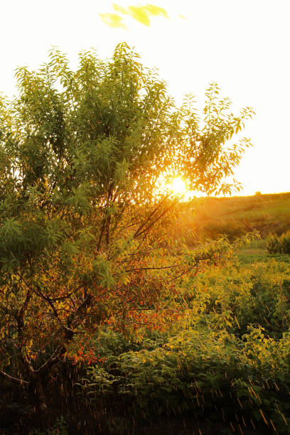 As the sun sets, a sprinkler is actively spraying water throughout a lush green forest, creating a picturesque and serene atmosphere