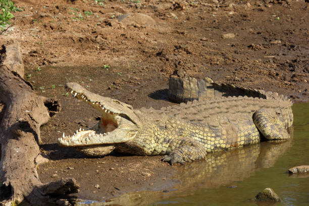 istock Nilkrokodil / Nile crocodile / Crocodylus niloticus 2200148072