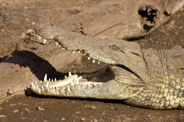istock Nilkrokodil / Nile crocodile / Crocodylus niloticus 2200148083