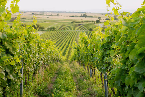 istock Austriane vineyards in the sunset 2200148437