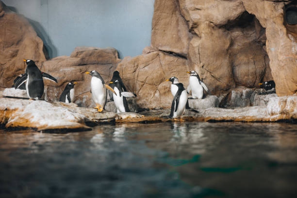 istock Group of penguins socializing on rocky shore 2200149160