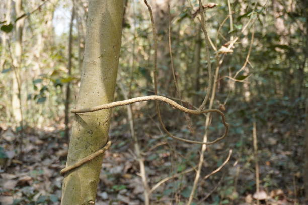 istock The stalk of a creeper plant has been dried on a small tree trunk 2200150067