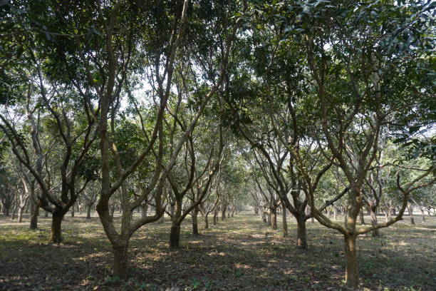 istock The mango trees are standing in lines in the mango garden 2200150220