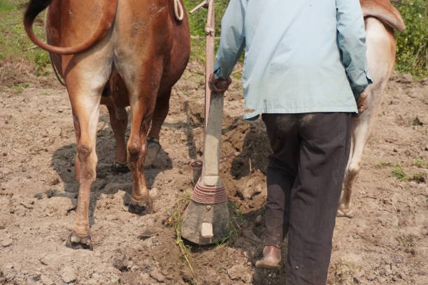 istock Plowing the field with hand plow and oxen is a traditional farming method 2200151413