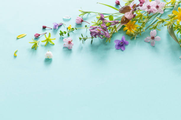 istock wild spring flowers on paper background 2200151543