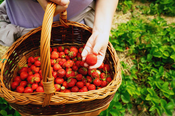 istock Fresh Strawberry picking in the field 2200151580