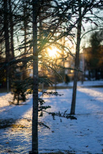 View of the setting sun through tree branches in a park in winter.