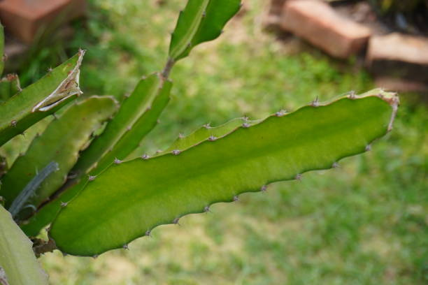 istock The young dragon fruit stems are in close up with a blurry background 2200155019