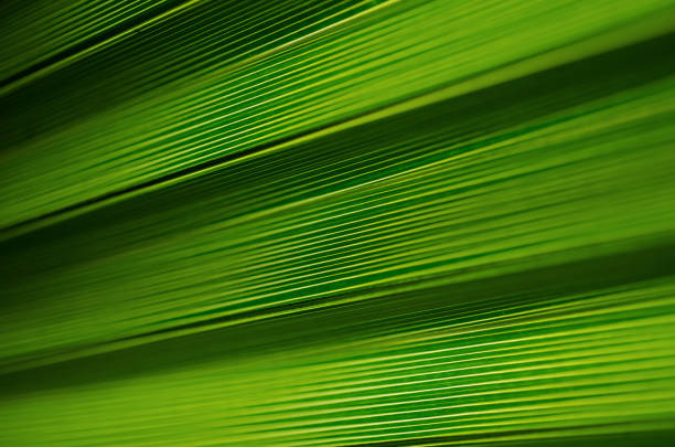 Tree Palm leaves pattern for nature background. Beautiful tropical palm leaves.