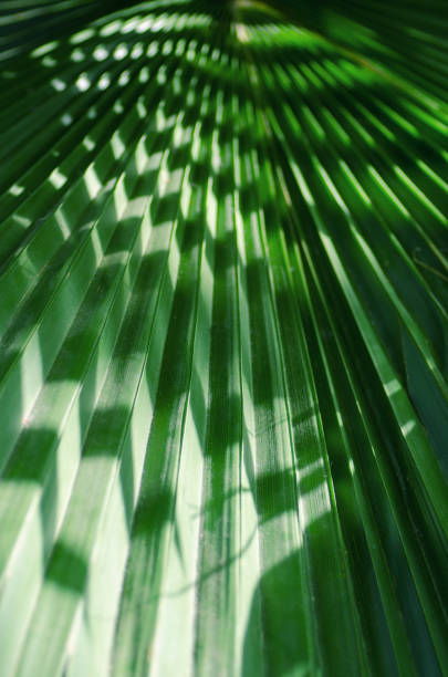 istock Tree Palm leaves pattern for nature background. Beautiful palm leaves. 2200155083