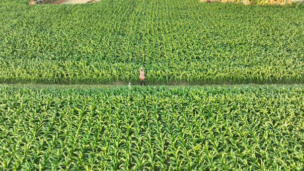 istock Farmer and dog running through Corn field 2200156406