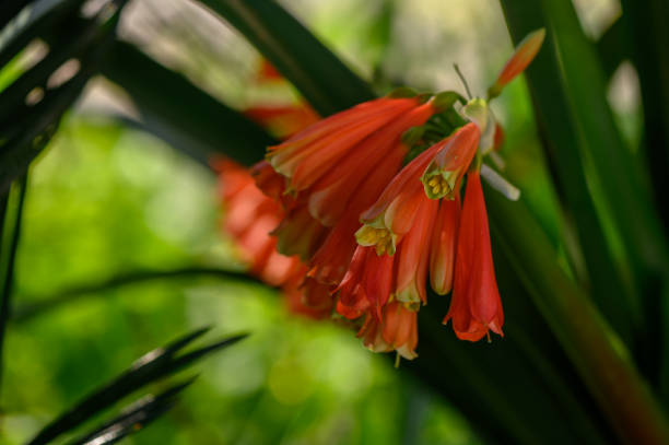 Delicate orange flowers cascade gracefully, surrounded by rich green foliage in a serene outdoor space.