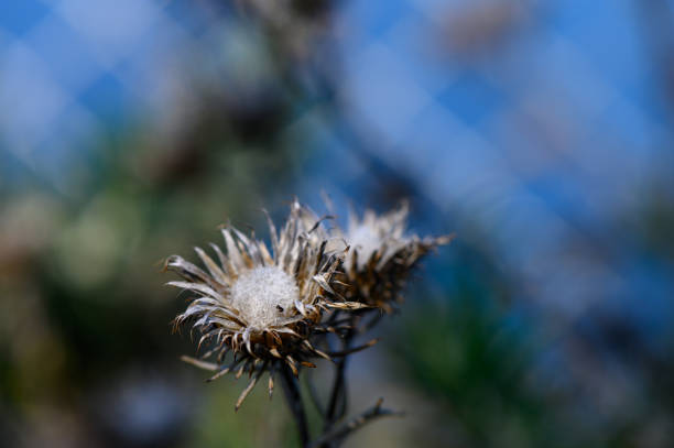Carline Thistle (Carlina vulgaris)