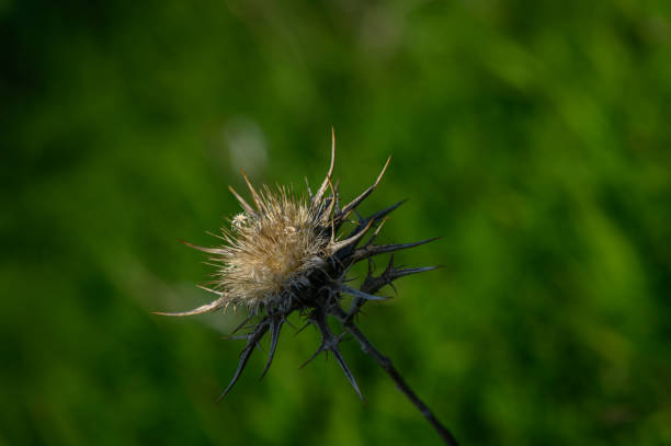A single thistle flower stands tall, showcasing its intricate details in a lush green environment on a sunny day.