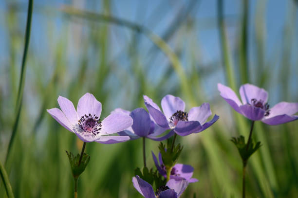 wood anemones flowers  from sweden nature