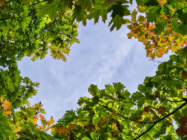 Low-angle view of tee branches and leaves on a sunny day.