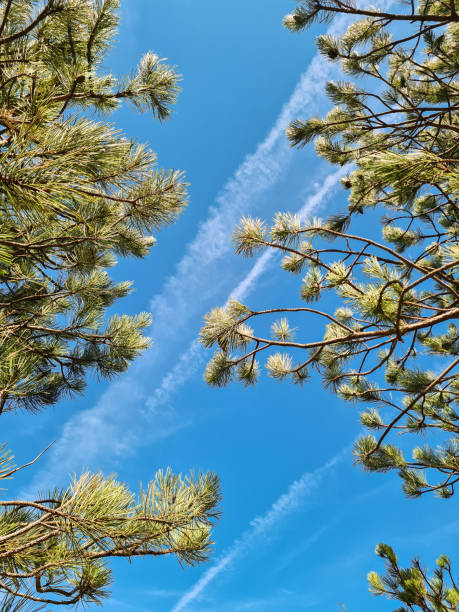 Low-angle view of tee branches and leaves on a sunny day.