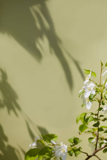 istock White flowers cast beautiful shadows on a green wall in bright sunlight 2200159691