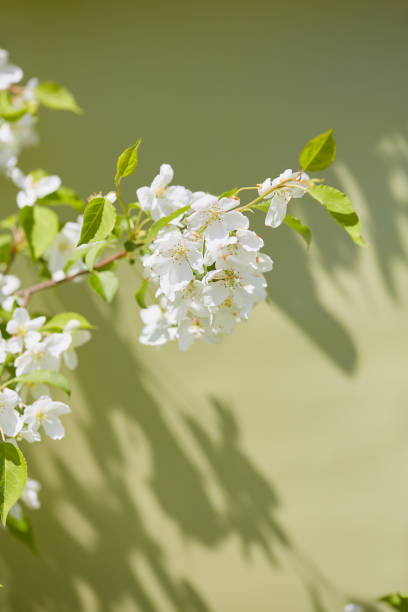 istock Branch with white apple blossoms and green leaves casting shadows on a light green background 2200159699