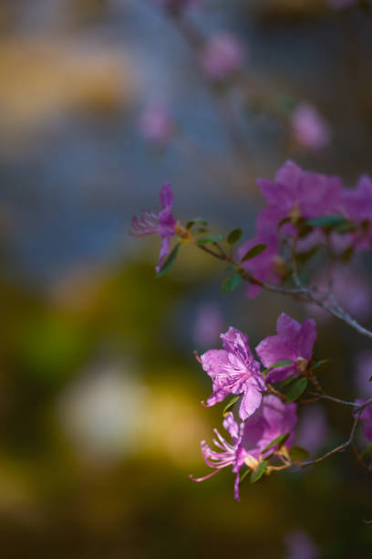istock Pink blossoms near a tranquil stream in soft natural light 2200159738
