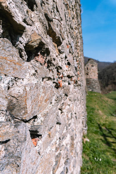 Plant on the wall of the Castle of Csesznek in Hungary
