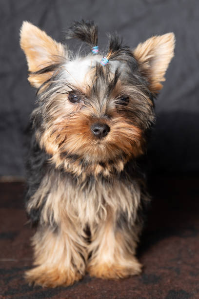 istock This cute Yorkshire Terrier puppy with a bow is irresistibly charming and appealing 2200162776