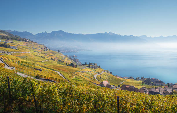 istock Terraced vineyards above the Lake Geneva 2200162994