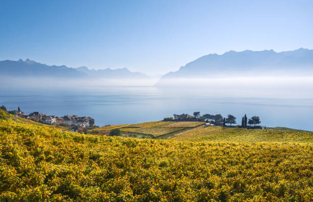 istock Vineyards around the municipality of Rivaz 2200163024