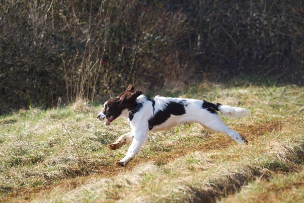 istock English Springer Spaniel dog. 2200164282