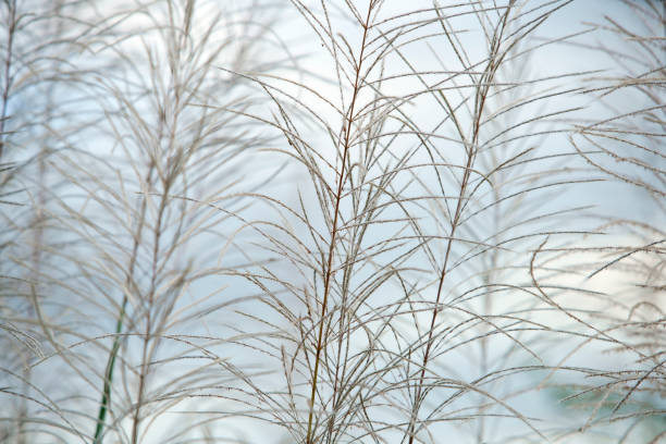 istock Delicate Grasses with Soft Focus Against a Light Background 2200164684