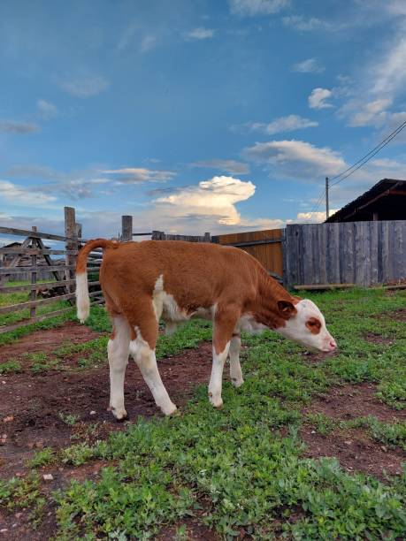 istock Cute calf young cow portrait 2200165219