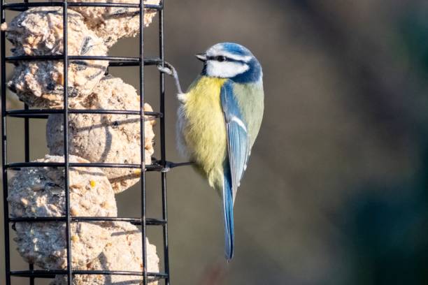 istock Blue tit perched on bird feeder enjoying fat balls 2200165663