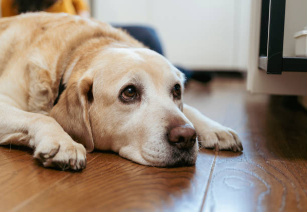 istock Cute dog portrait 2200165879