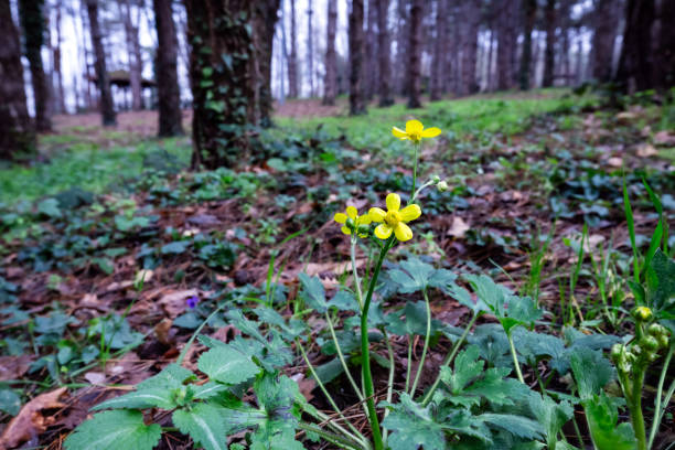 Yellow wildflowers in the forest. Early spring in the forest. Canary buttercup. Ranunculus cortusifolius.