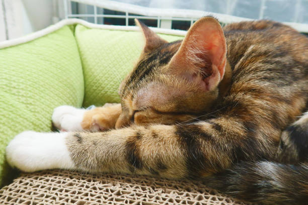 istock Peacefully sleeping tabby cat with closed eyes. Warm cozy atmosphere, cat tranquility and contentment 2200167420