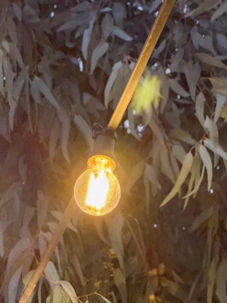 istock A closeup of a filament bulb on a tree 2200168624