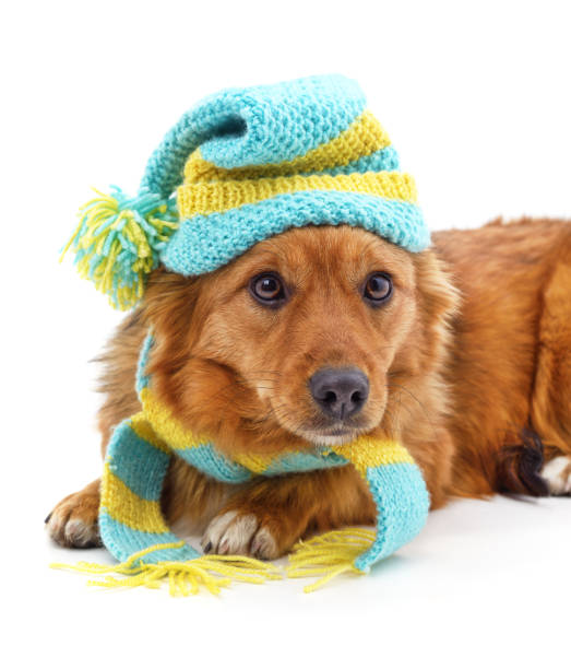istock Dog in a cap and scarf. 2200169702