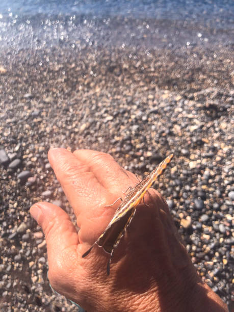 This close-up image captures a small, orange Melitaea Phoebe butterfly perched on a man's index finger outdoors on a sunny spring day. The photograph illustrates the intimate relationship between humans and wildlife, highlighting the concept of coexistence and mutual respect. Ideal for projects and content focusing on nature, conservation, and the beauty of biodiversity.