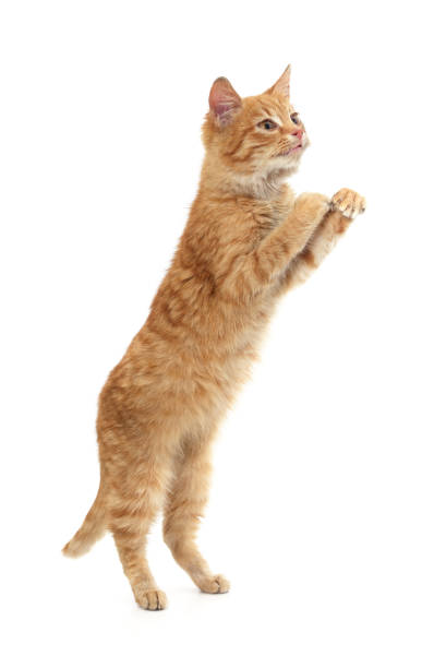 istock Red cat standing on hind legs and looking up. 2200169915